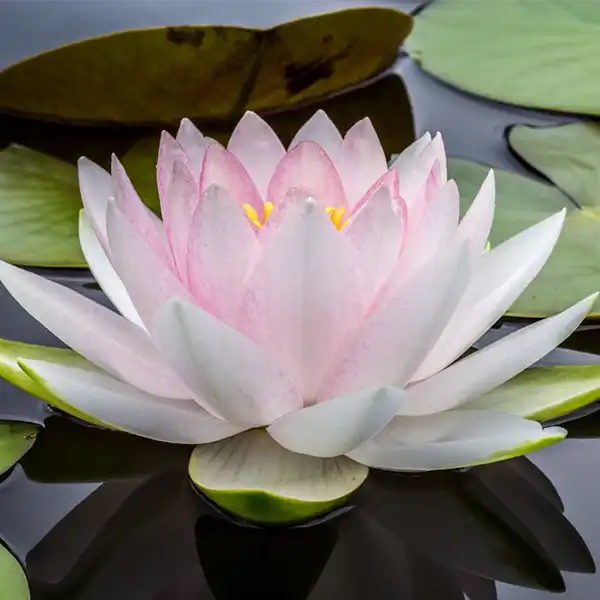 Lotus Reiki Flower